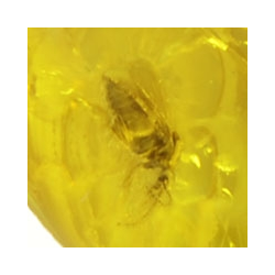 12.73ct Baltic Amber with insect cabochon 27x15mm