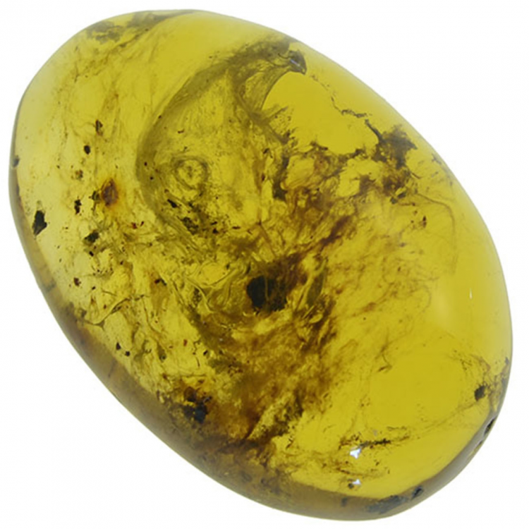 8.75ct Ambre cabochon ovale 22x16mm