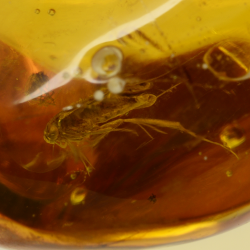 47.06ct Dominican Republic Amber with flies, cicada and moth cabochon 48x23mm