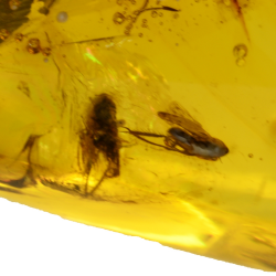 47.06ct Dominican Republic Amber with flies, cicada and moth cabochon 48x23mm