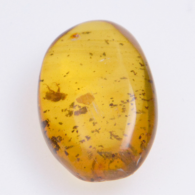 6.30ct Ambre avec insecte cabochon