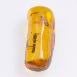 Ambre 4,55ct avec cabochon insecte 21,37x8,26mm