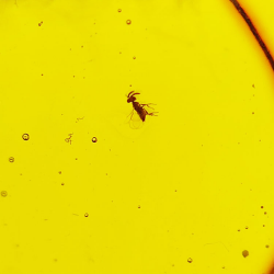 28,61ct Amber with cabochon insect 33 x 27 x 18mm