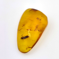 11,47 ct Bernstein mit Cabochon Insekt 30 x 17 x 8 mm