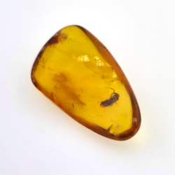 11,47 ct Ámbar con insecto cabujón 30 x 17 x 8 mm