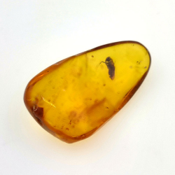 11,47 ct Ambre avec insecte cabochon 30 x 17 x 8 mm