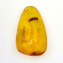 11,47 ct Ambre avec insecte cabochon 30 x 17 x 8 mm