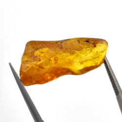 9,60 ct Ámbar con insecto cabujón 28 x 14 x 12 mm