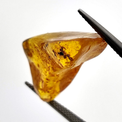 9.60 ct Amber with cabochon insect 28 x 14 x 12 mm