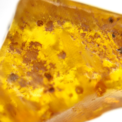 9,60 ct Ambre avec insecte cabochon 28 x 14 x 12 mm