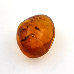 20 ct Ambre avec insecte cabochon 25,38 x 20 x 14,86 mm