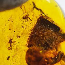 24,80 ct Ambre avec insecte cabochon 36 x 20,61 x 9,72 mm