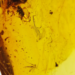 24,80 ct Amber with cabochon insect 36 x 20,61 x 9,72 mm