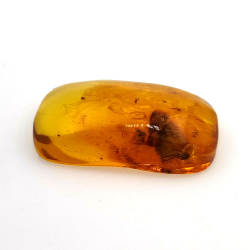 24,80 ct Ambre avec insecte cabochon 36 x 20,61 x 9,72 mm