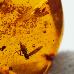9,18 ct Ambre avec insecte cabochon 25,08 x 15,96 x 7,22 mm