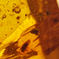9,18 ct Amber with cabochon insect 25,08 x 15,96 x 7,22 mm