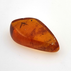 9,18 ct Bernstein mit Cabochon Insekt 25,08 x 15,96 x 7,22 mm