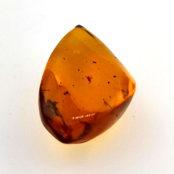 10,37 ct Bernstein mit Cabochon Insekt 24,85 x 15,08 x 10,21 mm