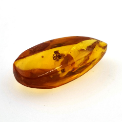 7,57 ct Ambre avec insecte cabochon 26,41 x 11,44 x 8,34 mm