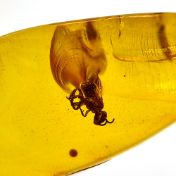 7,57 ct Amber with cabochon insect 26,41 x 11,44 x 8,34 mm