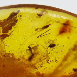 9,26 ct Amber with cabochon insect 24,29 x 18,82 x 7,86 mm