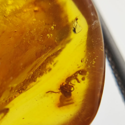 9,26 ct Ambre avec insecte cabochon 24,29 x 18,82 x 7,86 mm