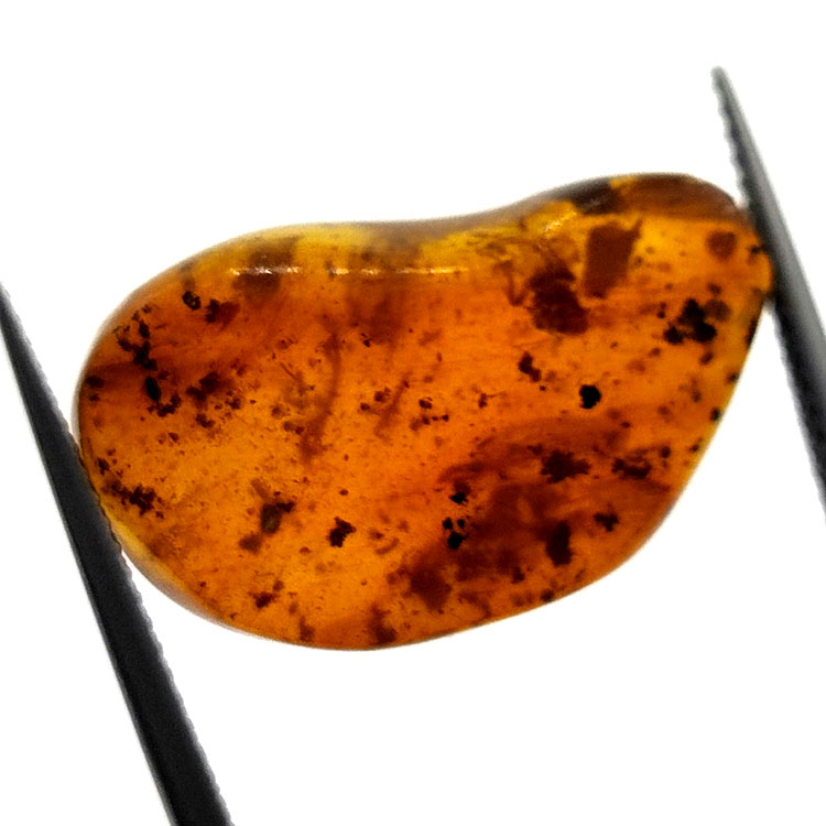 6,22 ct Amber with cabochon insect 22,63 x 14,74 x 6,06 mm