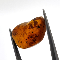6,22 ct Amber with cabochon insect 22,63 x 14,74 x 6,06 mm
