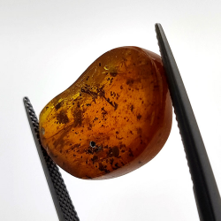 6,22 ct Amber with cabochon insect 22,63 x 14,74 x 6,06 mm