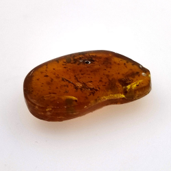 6,22 ct Ámbar con insecto cabujón 22,63 x 14,74 x 6,06 mm