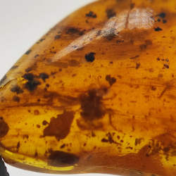 6,22 ct Amber with cabochon insect 22,63 x 14,74 x 6,06 mm