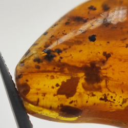 6,22 ct Ambre avec insecte cabochon 22,63 x 14,74 x 6,06 mm