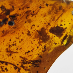 6,22 ct Amber with cabochon insect 22,63 x 14,74 x 6,06 mm