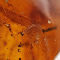 6,22 ct Amber with cabochon insect 22,63 x 14,74 x 6,06 mm