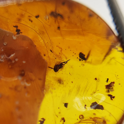 6,22 ct Amber with cabochon insect 22,63 x 14,74 x 6,06 mm