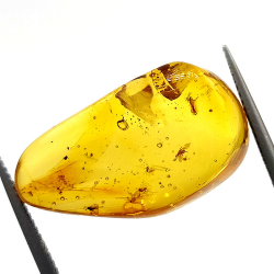 9,75 ct Bernstein mit Cabochon Insekt 24,47 x 13,19 x 9,71 mm