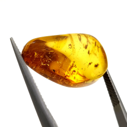 9,75 ct Ámbar con insecto cabujón 24,47 x 13,19 x 9,71 mm