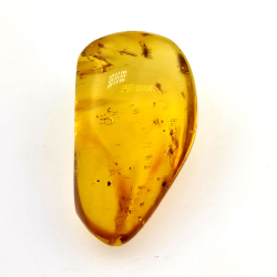 9,75 ct Ámbar con insecto cabujón 24,47 x 13,19 x 9,71 mm