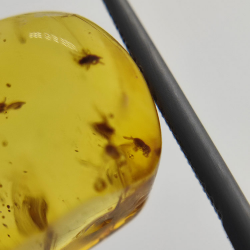 9,75 ct Ambre avec insecte cabochon 24,47 x 13,19 x 9,71 mm