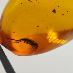 9,75 ct Bernstein mit Cabochon Insekt 24,47 x 13,19 x 9,71 mm