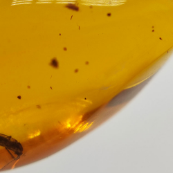 9,75 ct Ambre avec insecte cabochon 24,47 x 13,19 x 9,71 mm