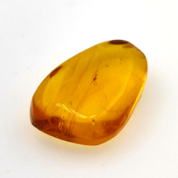 6,25 ct Bernstein mit Cabochon Insekt 20,00 x 13,42 x 7,40 mm