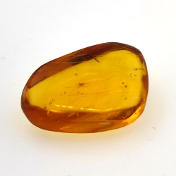 6,25 ct Ambra con insetto cabochon 20,00 x 13,42 x 7,40 mm
