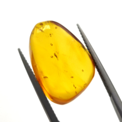 6,25 ct Ambra con insetto cabochon 20,00 x 13,42 x 7,40 mm