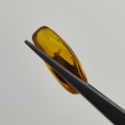 6,25 ct Ambre avec insecte cabochon 20,00 x 13,42 x 7,40 mm