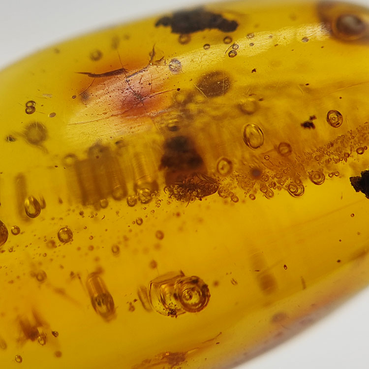 12,70 ct Ambre avec insecte cabochon 27,48 x 14,58 x 11,16 mm
