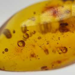 12,70 ct Ambre avec insecte cabochon 27,48 x 14,58 x 11,16 mm