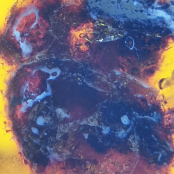45.88 ct Amber with insect cabochon 33.57 x 23.51 x 20 mm