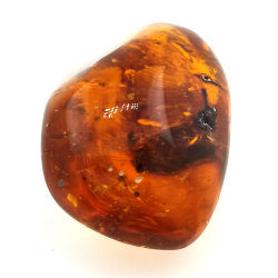 45,88 ct Ámbar con insecto cabujón 33,57 x 23,51 x 20 mm