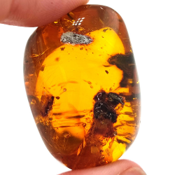 45.88 ct Amber with insect cabochon 33.57 x 23.51 x 20 mm